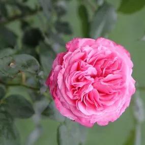 Timeless Pink Rose (Rosa Timeless Pink) 3